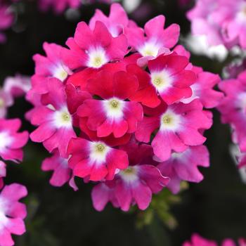 Verbena peruviana Cadet Upright™ 'Hot Pink Wink'