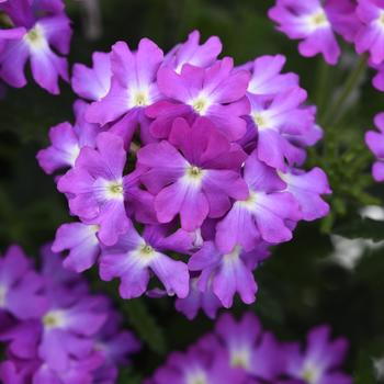 Verbena peruviana Cadet Upright™ 'Lavender Blue'