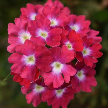 Verbena peruviana 'Magenta Wink' 