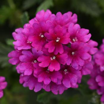 Verbena peruviana 'Purple' 