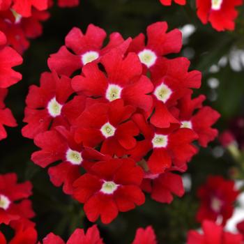 Verbena peruviana 'Red' 