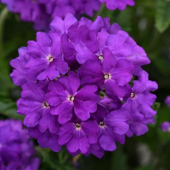 Verbena peruviana Cadet Upright™ 'Violet Blue'