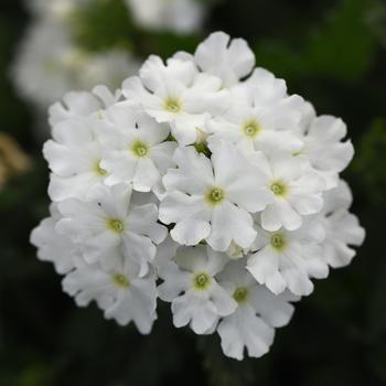 Verbena peruviana Cadet Upright™ 'White'