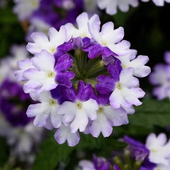 Verbena peruviana 'Blue Fizz' 