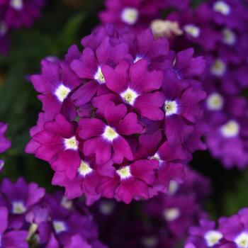 Verbena peruviana Firehouse™ 'Violet Wink'