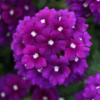 Verbena peruviana EnduraScape™ 'Purple'