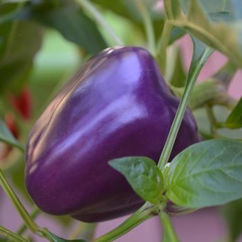 Capsicum annuum 