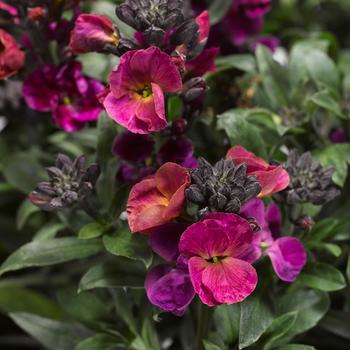 Erysimum linifolium Erysistible™ Magenta