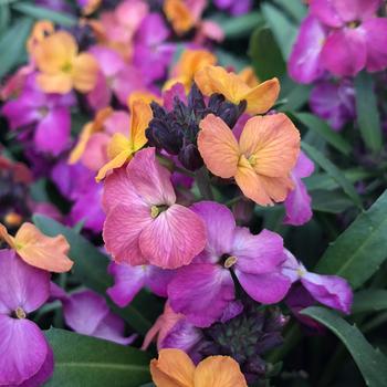 Erysimum linifolium Erysistible™ Sunset