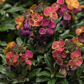 Erysimum linifolium Erysistible™ Tricolor