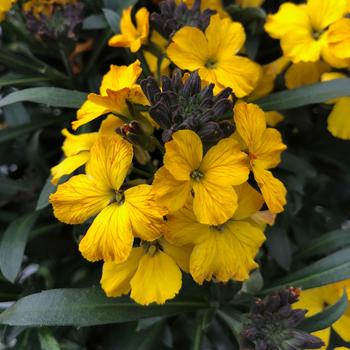 Erysimum linifolium Erysistible™ Yellow