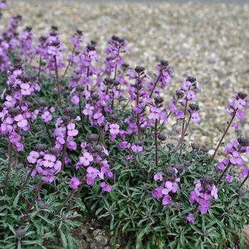 Erysimum linifolium 'Bowles Me Away'