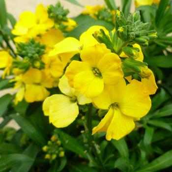 Erysimum linifolium Cheers™ 'Lemon Yellow'