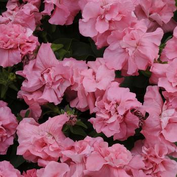 Petunia 'Satin Pink' 