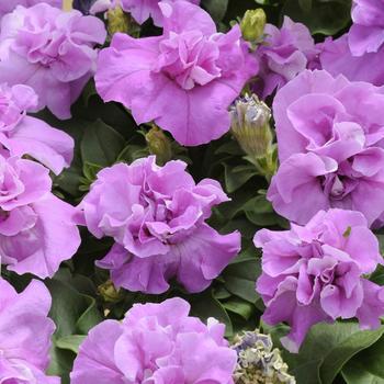 Petunia 'Lavender' 