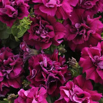 Petunia 'Burgundy' 