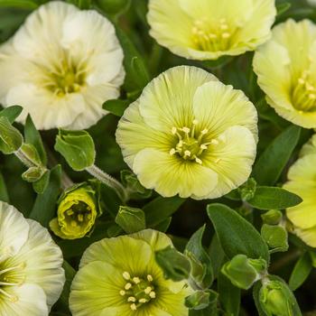 Arenaria montana 'Winter Lemon'