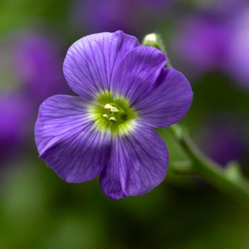 Aubrieta 'Violet' 