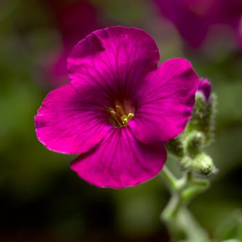 Aubrieta Glacier™ 'Red'