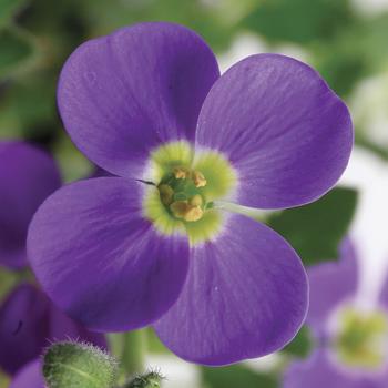 Aubrieta 'Blue Shades' 