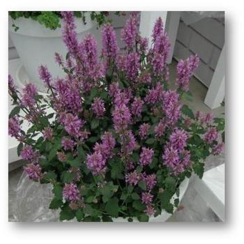 Agastache Sunny Sparks™ 'Pink'