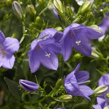 Campanula interspecific