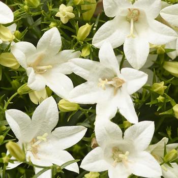Campanula interspecific Spring Bell™ 2.0 White