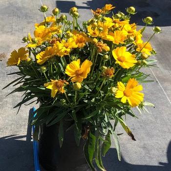 Coreopsis grandiflora 'Compact Gold' 