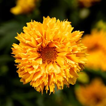 Coreopsis grandiflora Castello™ 'Pom Pom Yellow'