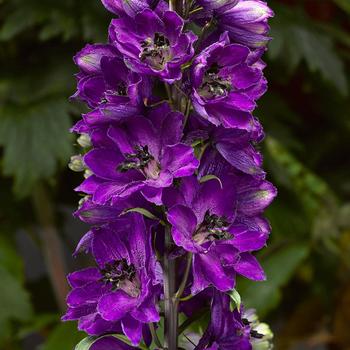 Delphinium elatum 'Dark Blue Black Bee' 