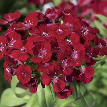 Dianthus barbatus 'Red' 