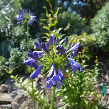 Agapanthus 'Ellamae'