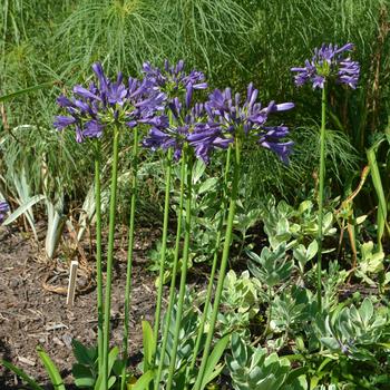 Agapanthus praecox 'Purple Delight' 