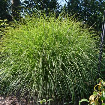 Miscanthus sinensis 'Sarabande' 