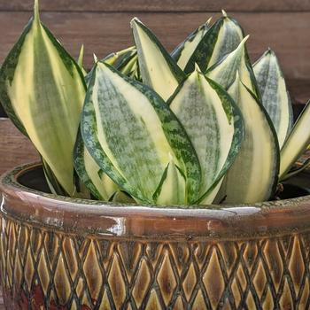 Sansevieria hahnii 'Jade' 