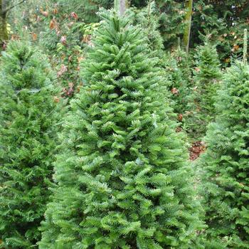 Abies procera