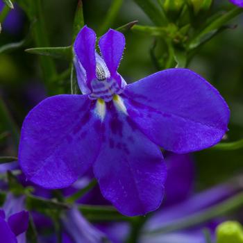 Lobelia erinus