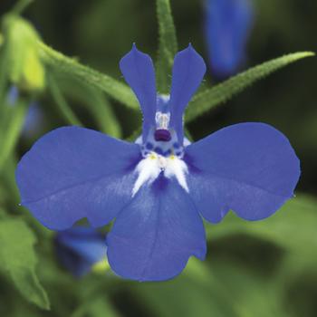 Lobelia erinus