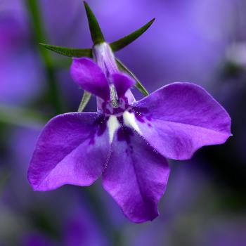 Lobelia erinus 'Large Blue Violet' 
