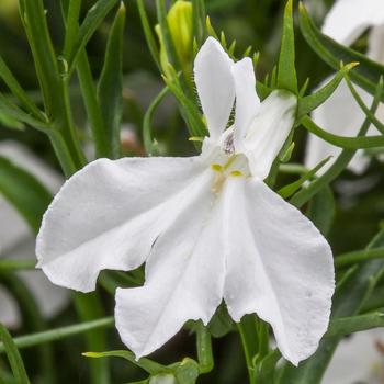 Lobelia erinus Techno® White