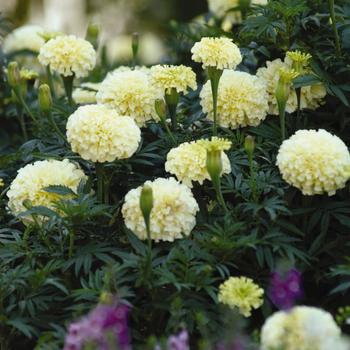 Tagetes erecta 'Vanilla'