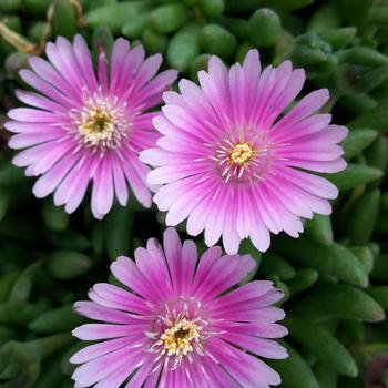 Delosperma 'Pink' 