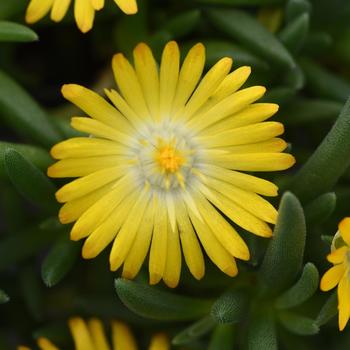 Delosperma 'Golden Yellow' 