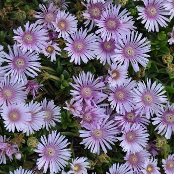 Delosperma cooperi 'Lavender Ice' Psfave