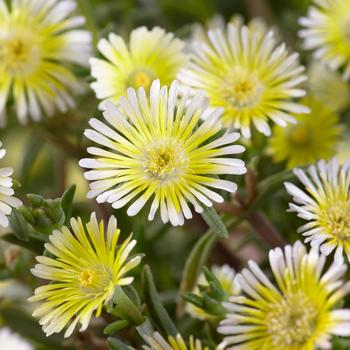 Delosperma cooperi Wheels of Wonder® 'Lemoncello'