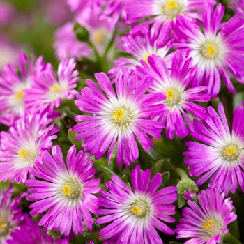 Delosperma cooperi Wheels of Wonder® 'Purple Wonder'