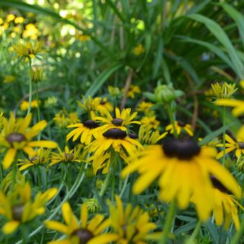 Rudbeckia x 'Yellow Polka Dot Bikini' 