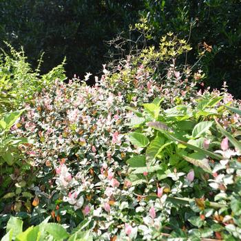 Trachelospermum asiaticum 'Snow Rose'