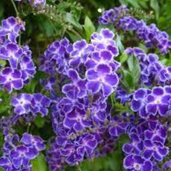 Duranta repens 'Geisha Girl' 