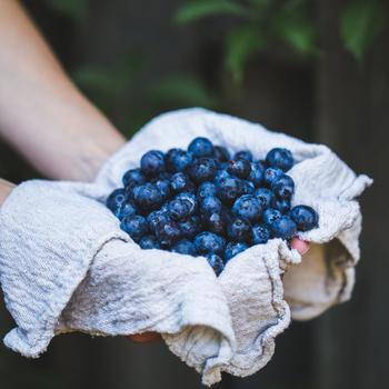 Vaccinium corymbosum 'Bountiful Blue®'